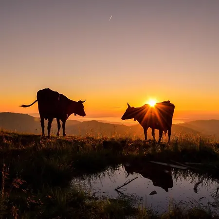 Apartament Zu Gast Bei Den Hagspiels Hittisau